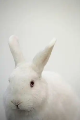 室内,特写,白天,白色背景,正面,哺乳动物,兔子,注视,一只,白色,动物