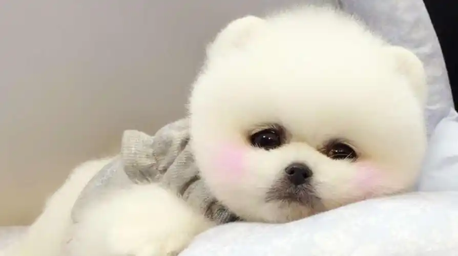 茶杯犬球球的生活日常,萌萌惹人爱,你就是我们家的小宝贝