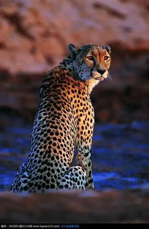 半坐着回头的猎豹