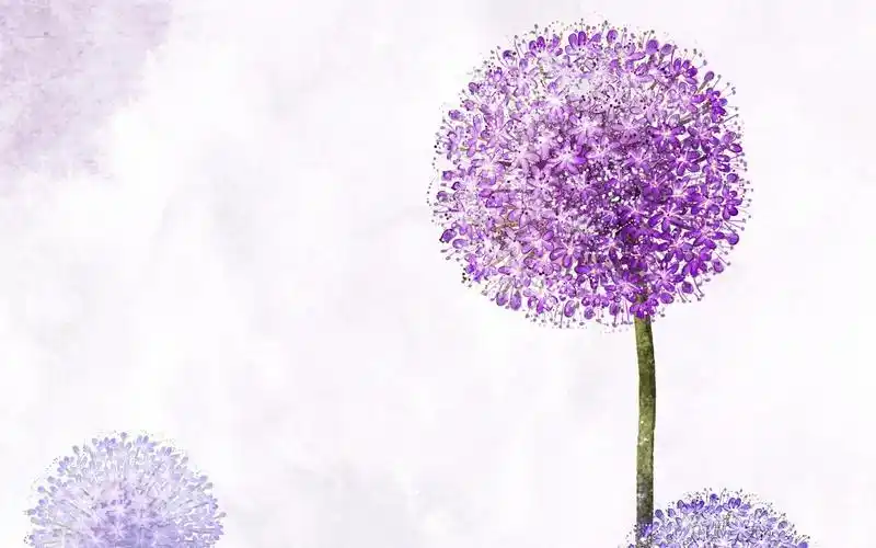 紫色梦幻蒲公英高清壁纸
