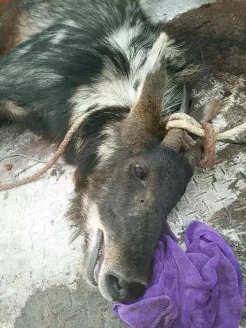 高速路段惊现庞然大物,它竟是传说中的