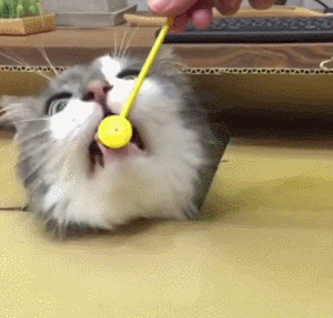 猫咪喵星人搞笑可爱淘气gif动图_动态图_表情包下载_soogif