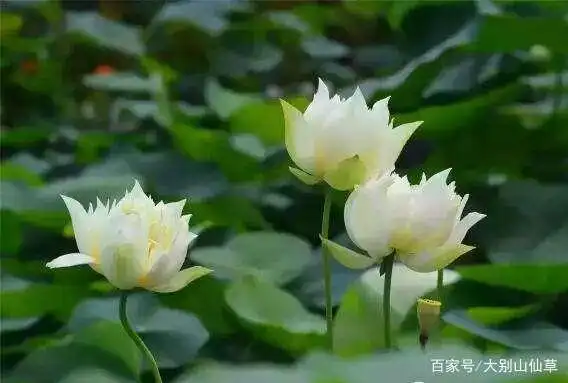 问莲(诗心云意现代诗歌)