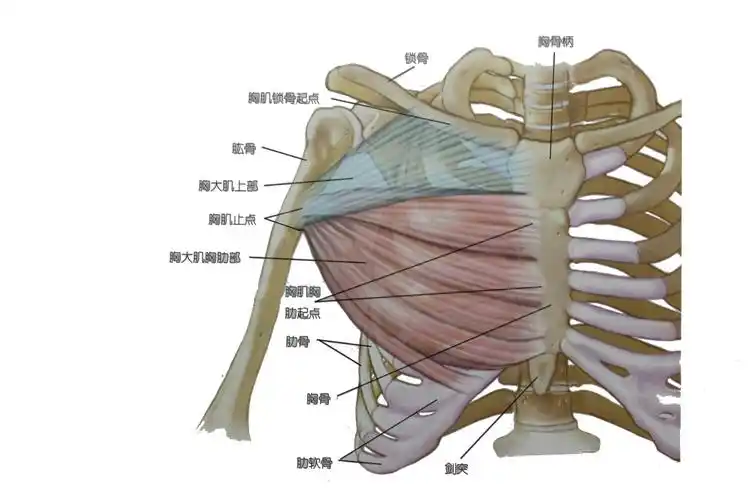 胸肌的锻炼方法