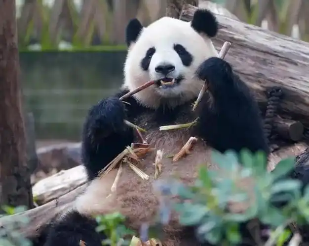 这可能是全网最脏的熊猫组合,即便有耐心如谭爷爷,看见他们整活也只能