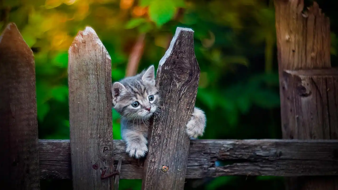 呆萌可爱猫咪电脑桌面壁纸图片-动物壁纸-手机壁纸下载-美桌网