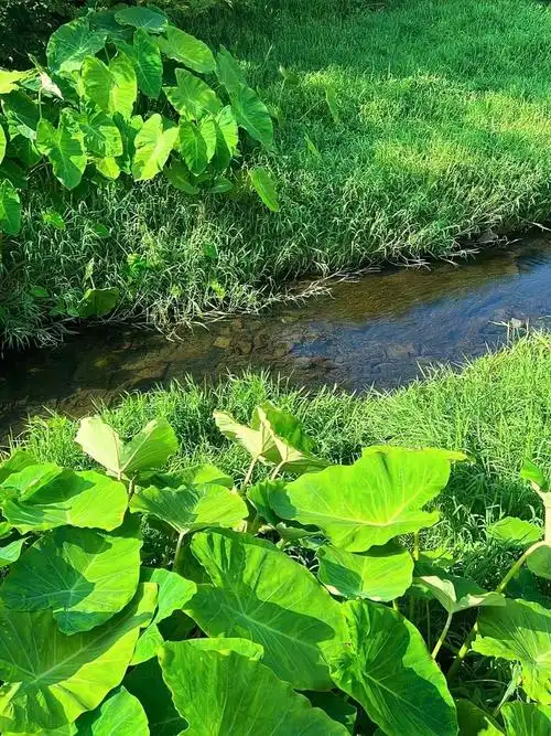 绿色小清新壁纸