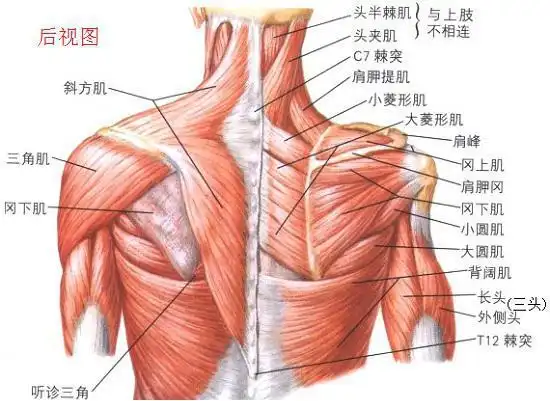 冈上肌,冈下肌,小圆肌与其他肌肉的位置