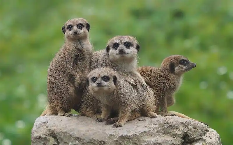 壁纸 可爱的动物,四只猫鼬,石头 3840x2160 uhd 4k 高清壁纸, 图片