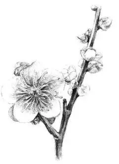 梅花素描画法