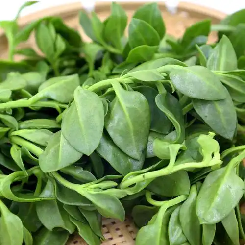 田七图片(田七粉的正确吃法与功效)