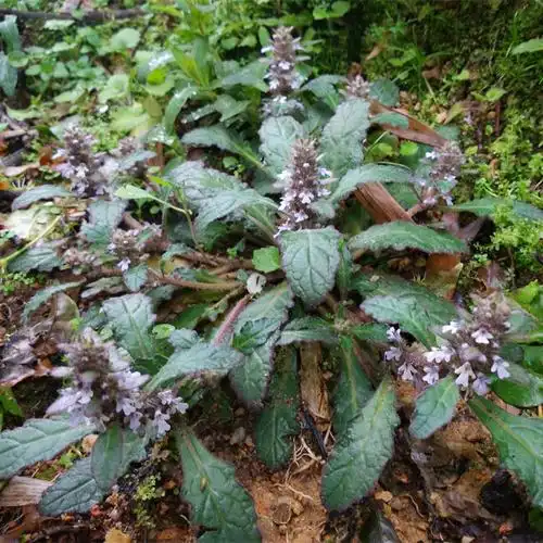 中药夏枯草功效与作用农民种植30块一斤供不应求