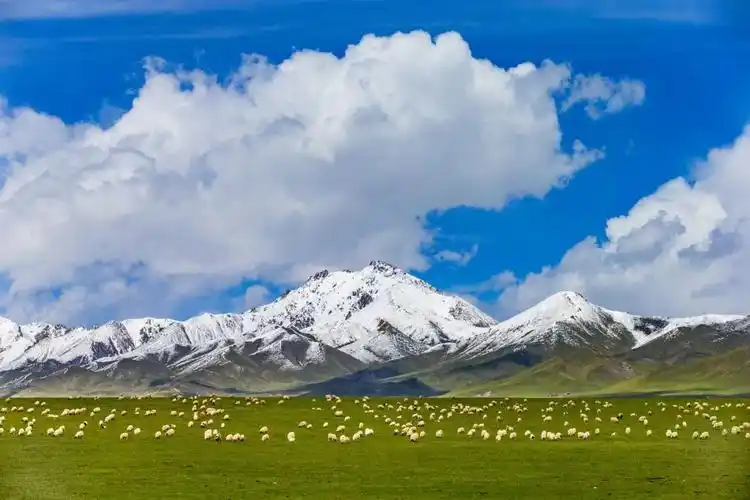 青海海晏金银滩草原入选全国首批 "红色草原" 青海在线网
