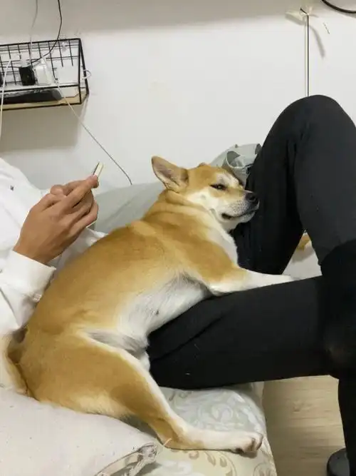 狗对待老公和我完全两副面孔