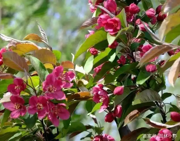 这些海棠品种,能认全的的人没几个