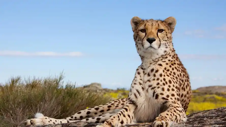 wallpaper cheetah, feline, pose, look 3840x2160 uhd 4k picture,