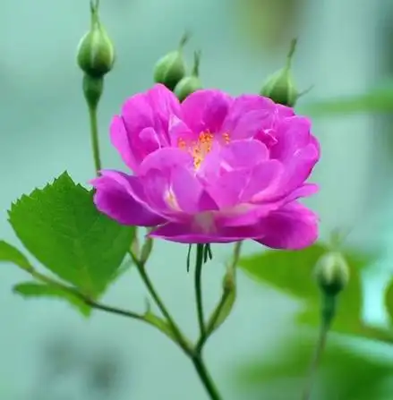 属鼠的幸运花是什么花,1972年属鼠的幸运数字