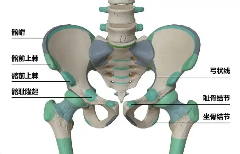 【科普】骨盆解剖知识