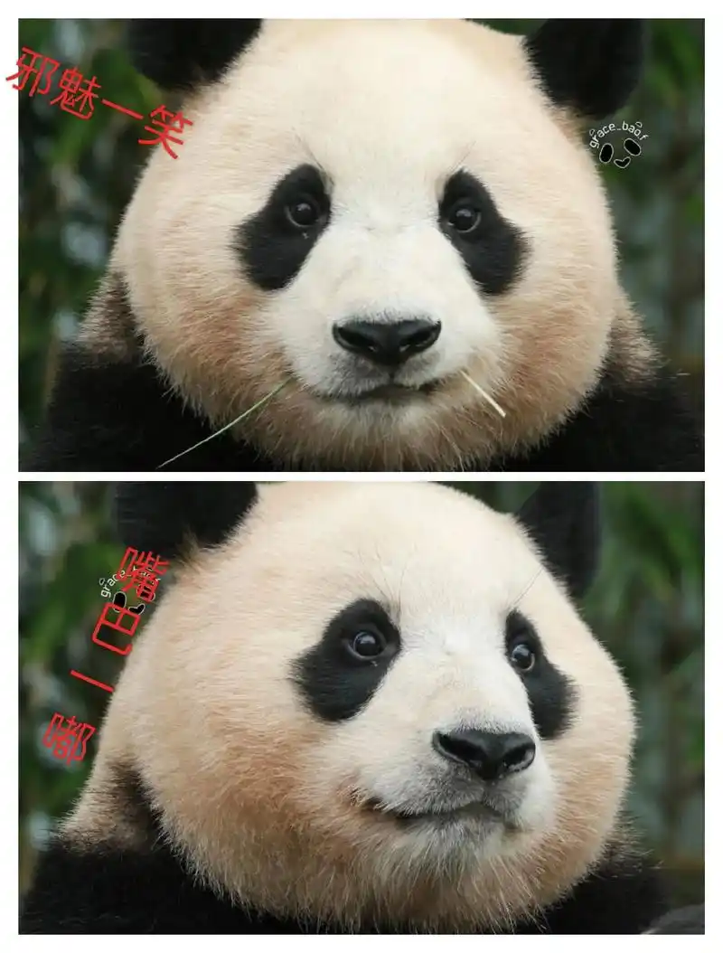 福宝邪魅一笑,嘴巴一嘟,没憋好屁,估计又想个干什么?#大熊猫 - 抖音