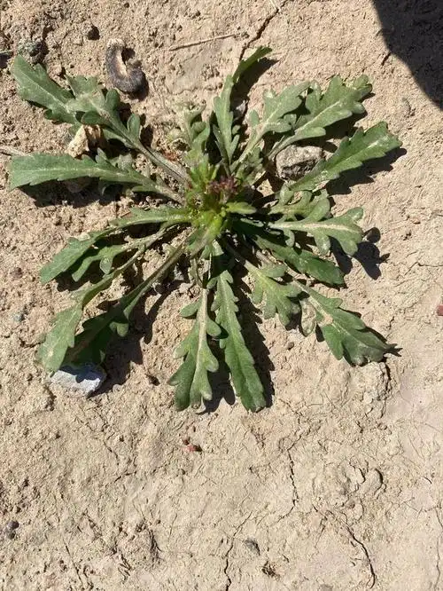 哪个是荠菜?傻傻分不清_网易订阅