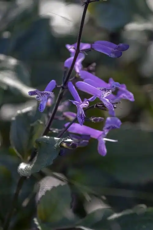 莫娜紫香茶菜vv首发