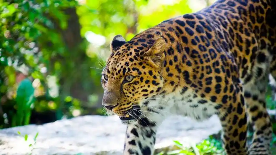 动物豹子-2016高品质高清壁纸