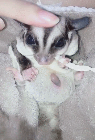 蜜袋鼯即将临产,不忘吃零食,主人担心得一夜睡不着!__财经头条