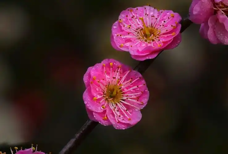 梅花篇(续)