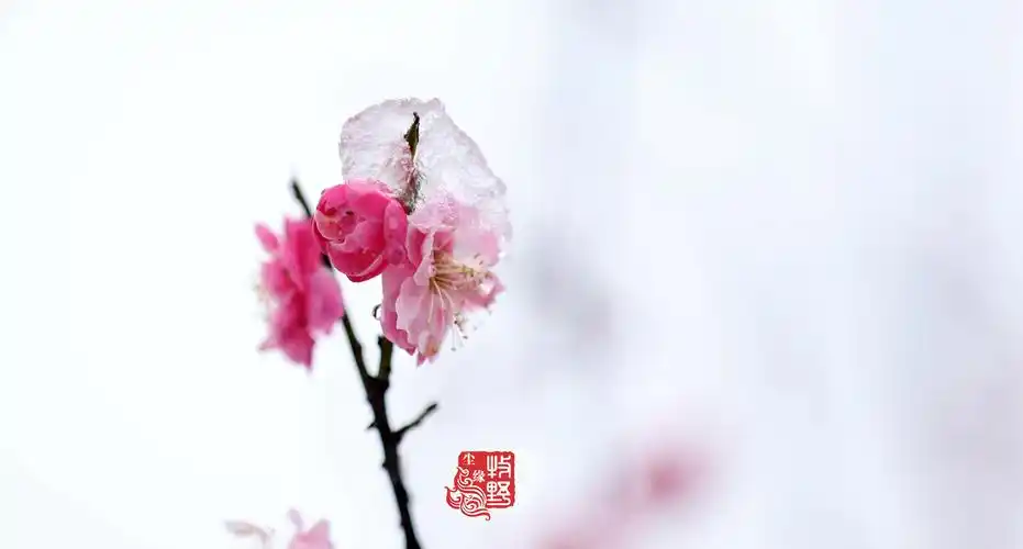 迎雪吐艳,临沂大学傲雪红梅惊艳了2020年第三场雪