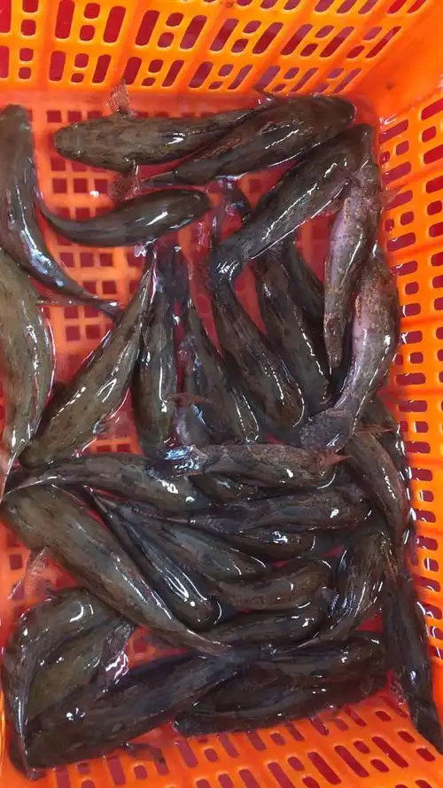 天然呆子鱼乌鳢塘鳢