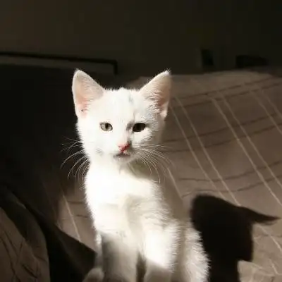 可爱小白猫头像精选可爱的白色猫咪图片