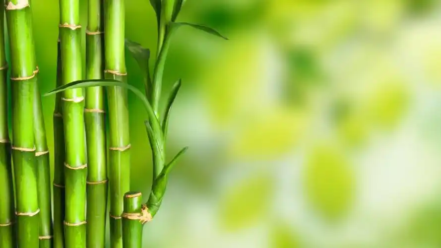 04m上传时间:2020-06-16壁纸封面图护眼 竹子绿色清新4k背景图片壁纸