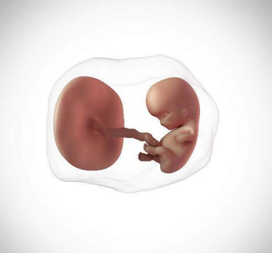 胎盘成熟度到达几级时会分娩?