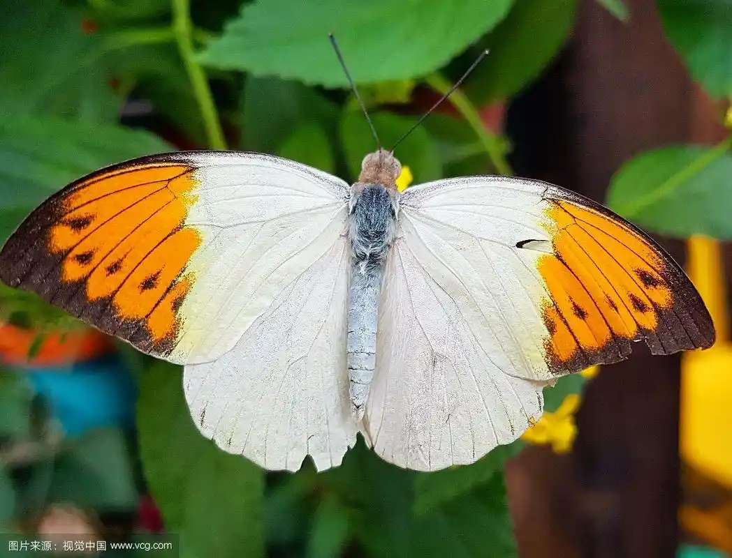 蝴蝶展开翅膀的特写