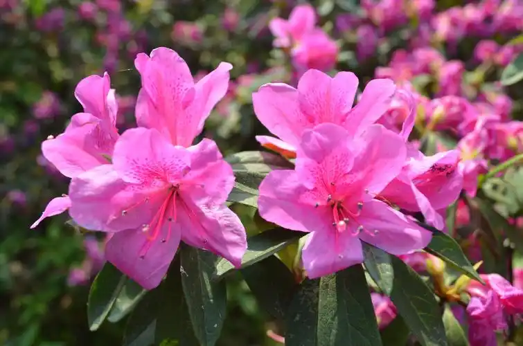 百花争艳春天的暨南园