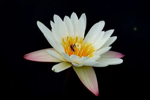 您知道"九品香水莲花"吗?