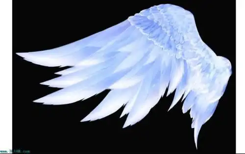 翅膀图片那里可以找