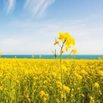 2022年头像招财图片_风水头像_头像屋