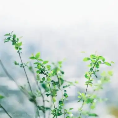 小清新美图头像 清新无极限_风景头像_520头像网