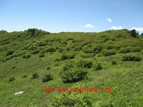 化龙山主峰灌丛