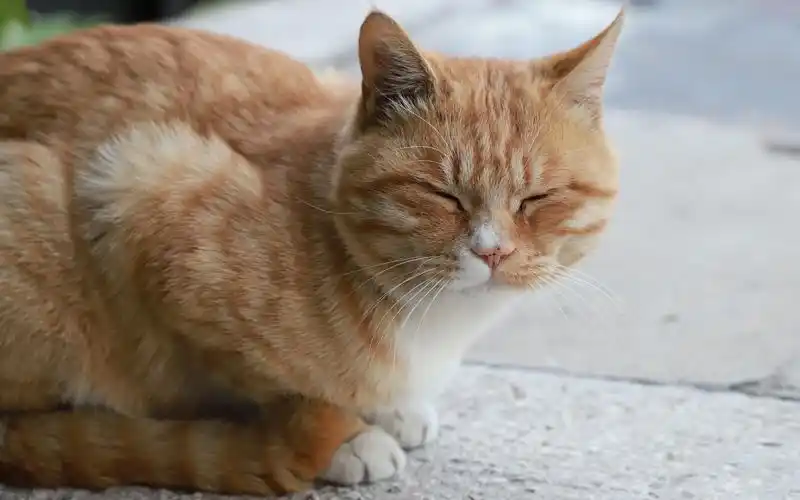 橘猫出没,南开大学经院院猫,可爱大鸡腿