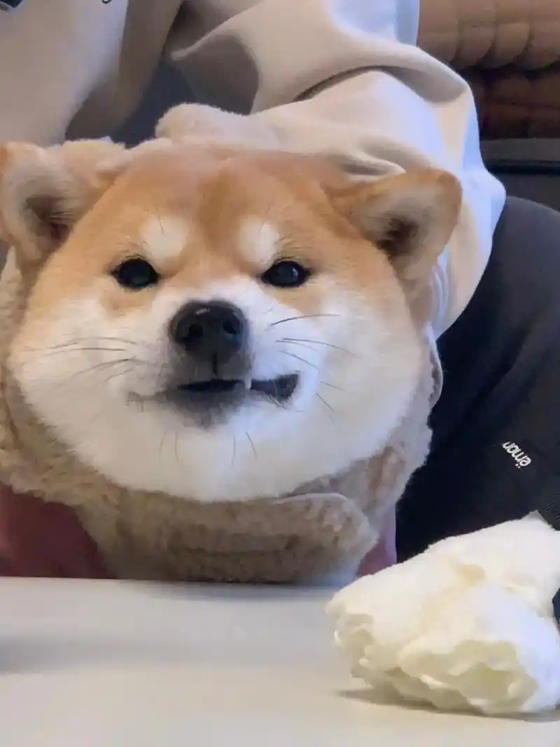 惊现一只狗头.#柴犬 #萌宠出道计划 #图文伙伴计划 - 抖音