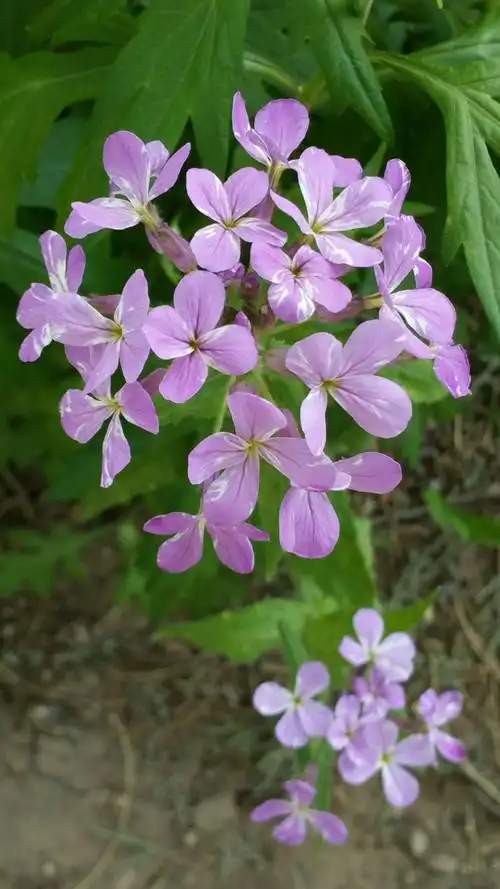 毛萼香芥,十字花科,香芥属.