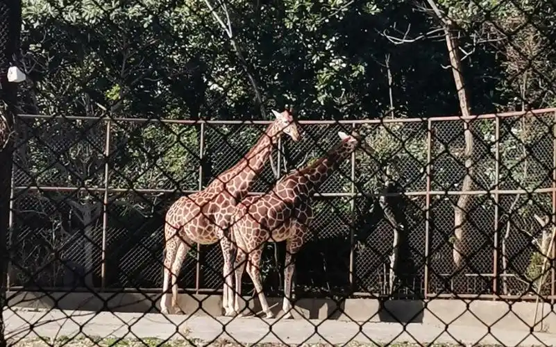 南京红山动物园,交颈打闹的长颈鹿