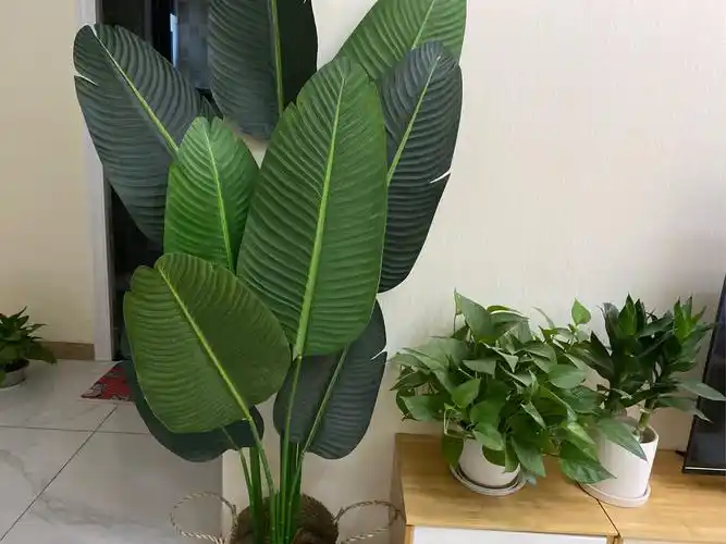 旅人蕉和天堂鸟区别『天堂鸟一颗怎么繁殖几个』