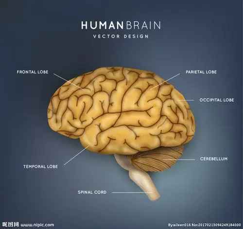 大脑结构图图片