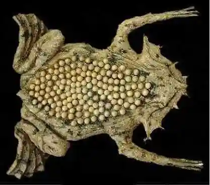 十大恶心动物, 看了不想吃饭, 慎重点击