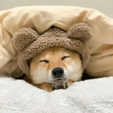 微信可爱狗狗头像蠢萌 柴犬可爱头像高清搞笑-可爱头像