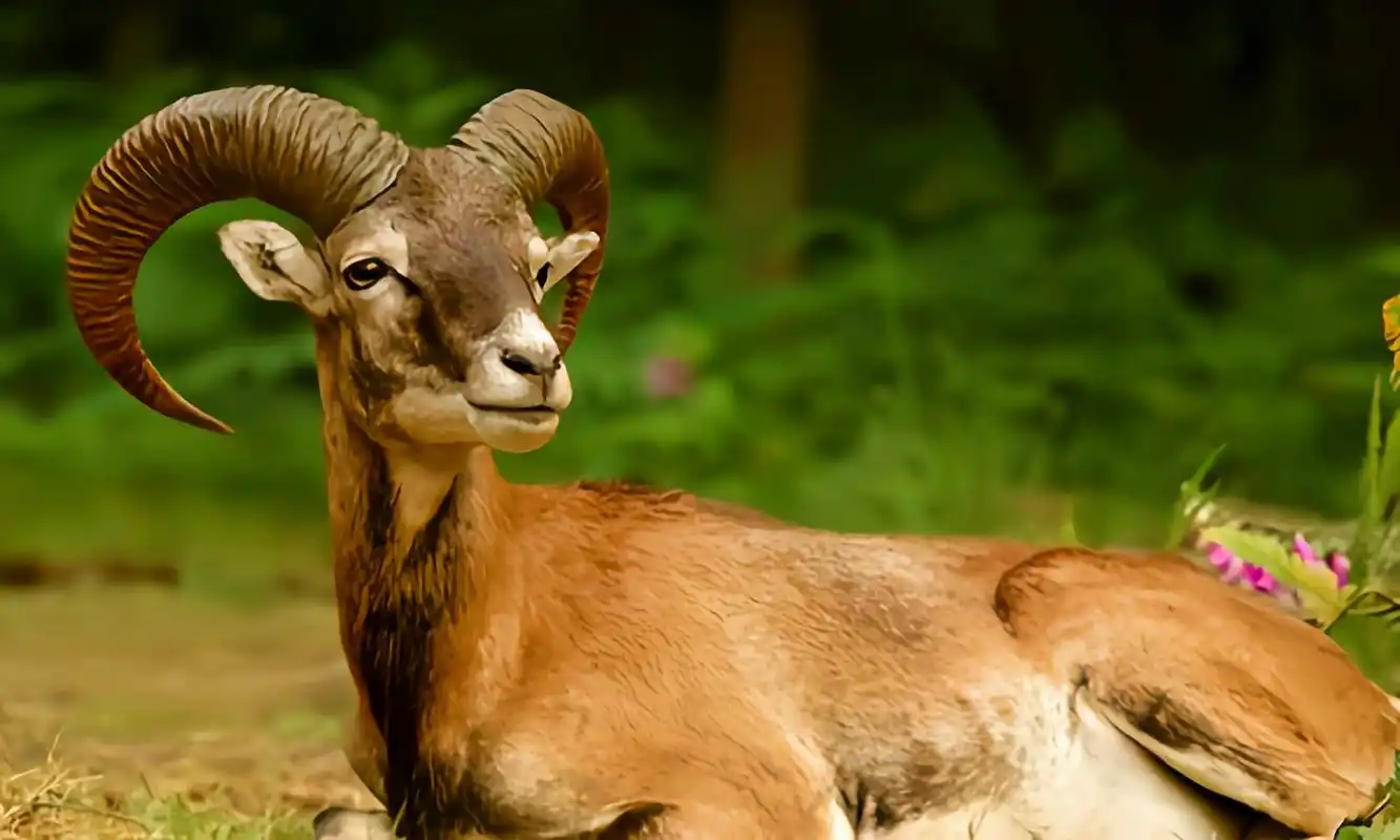 盘羊是牛科哺乳动物,栖息于亚洲中部,海拔1500-5500米的 高山裸岩带及