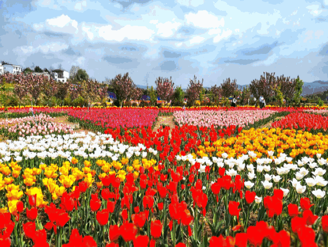 郁金香花开成海,广元这地方美爆朋友圈!你去过吗?